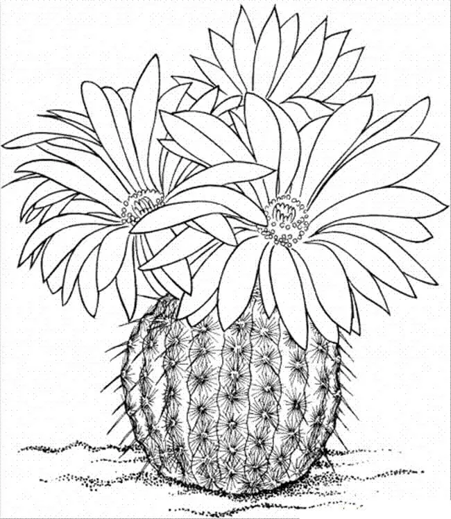 Cactus 24